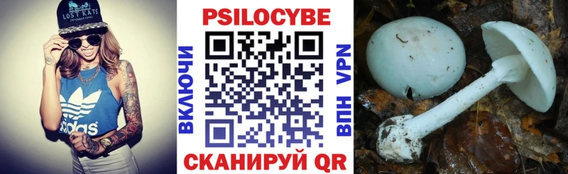 Купить Волхов Псилоцибиновые грибы Psilocybine cubensis